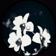 Ovatow - Phalaenopsis Revisited FLAC download